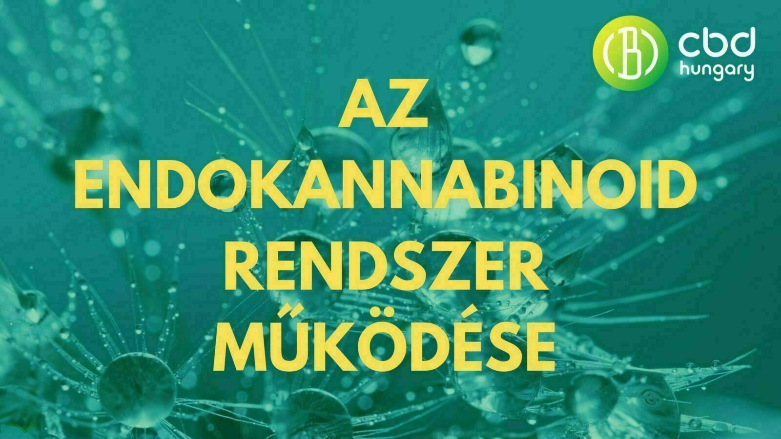 Hogyan működik az endokannabinoid rendszer?
