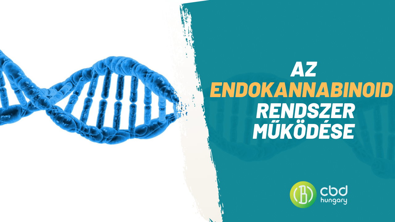 Az endokannabinoid rendszer jelentősége és a kannabinoid receptorok szerepe a szervezetben